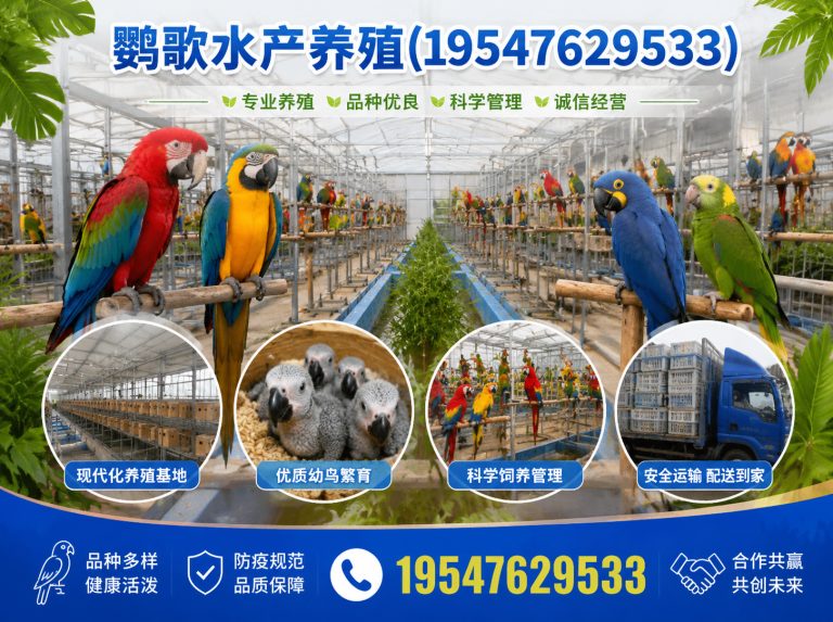 青羊区非洲灰鹦鹉展示图