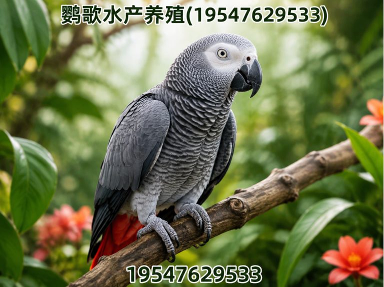 青羊区西南鹦鹉品牌展示图